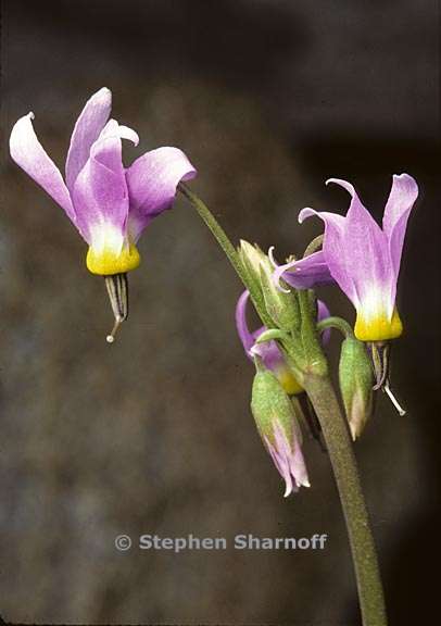 primula fragrans 2 graphic